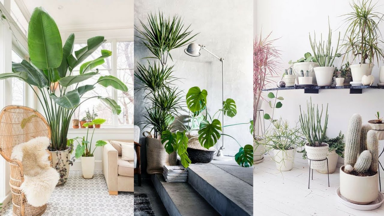 25+ best indoor plants ideas - simple ways to decorate with houseplants CHRWYEJ
