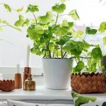 4 best indoor plants for apartments FSXMVIH