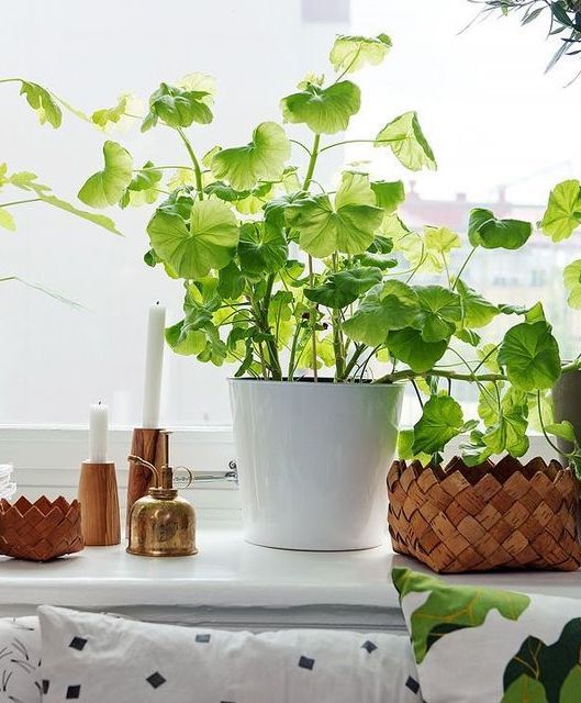 4 best indoor plants for apartments FSXMVIH