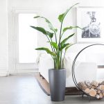 best indoor plants for apartments 10 best indoor plants for men XYUDCMI