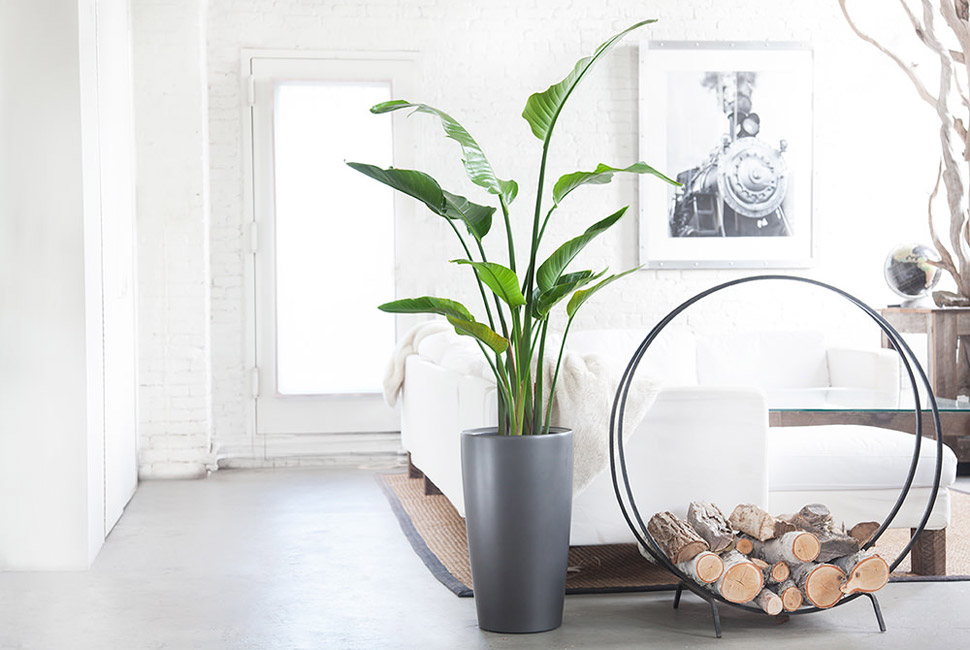 best indoor plants for apartments 10 best indoor plants for men XYUDCMI
