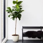best indoor plants for apartments 8 best indoor plants u0026 how to take care of them PJLDNHT