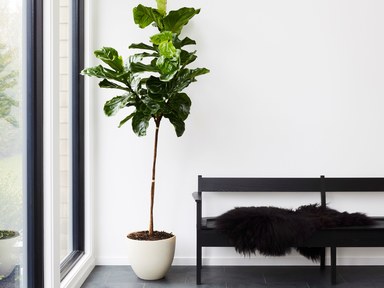 best indoor plants for apartments 8 best indoor plants u0026 how to take care of them PJLDNHT