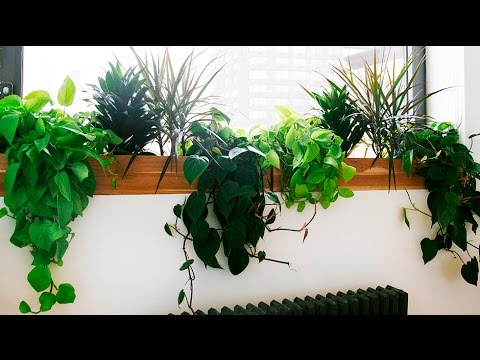 best indoor plants for apartments best indoor plants - best indoor plants low light - youtube TDGFTHX