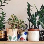 best indoor plants for apartments best indoor plants decor for air purify apartment and home featured CKPIQBG