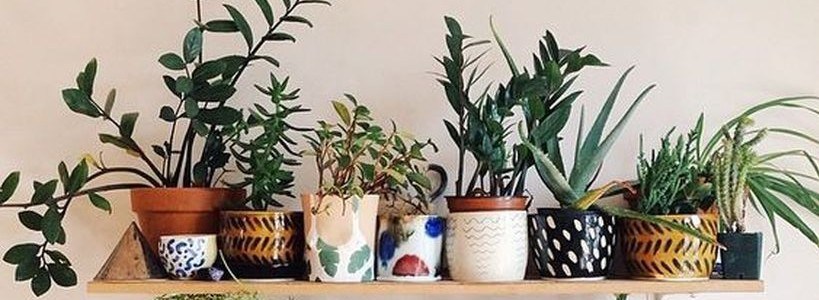 best indoor plants for apartments best indoor plants decor for air purify apartment and home featured CKPIQBG