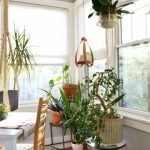 best indoor plants for apartments best indoor plants low light tags foot bird of paradise indoor indoor AKVIOPM