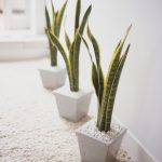 best indoor plants for apartments best indoor plants PNRASNJ