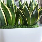 best indoor plants for apartments my plants are my children and they have been with me through SZLSTQP