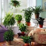 best indoor plants for apartments plants are very important to human being and plants are the source HXKJDZE