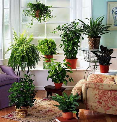 best indoor plants for apartments plants are very important to human being and plants are the source HXKJDZE