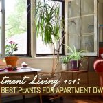 best indoor plants for apartments the 10 best plants for apartment dwellers GFXKOYP