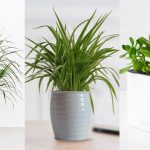 best indoor plants for apartments top 8 best indoor plants for apartment living ANRPZOZ