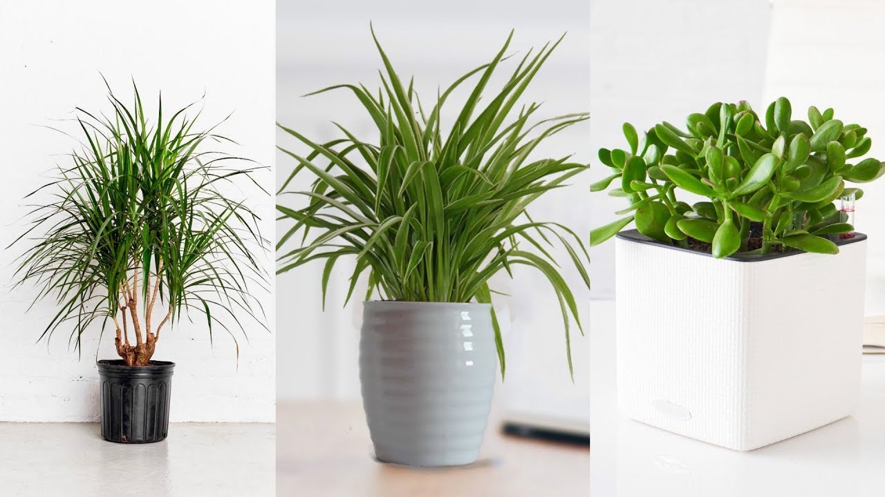 best indoor plants for apartments top 8 best indoor plants for apartment living ANRPZOZ