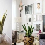 Indoor plants decoration now pick which plant goes best with your home décor and preserve VHHPLFH