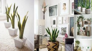 Indoor plants decoration now pick which plant goes best with your home décor and preserve VHHPLFH