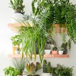 Indoor plants decoration use shelves in your home to keep the plants on it. there BOPVQUF