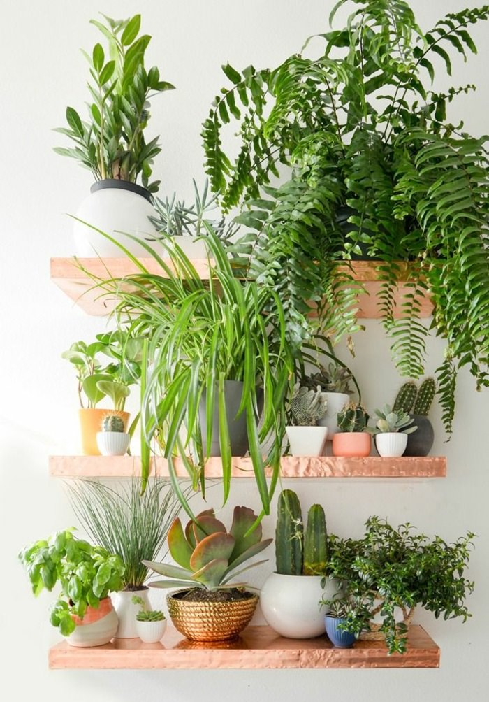 Indoor plants decoration use shelves in your home to keep the plants on it. there BOPVQUF