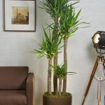 indoor plants ideas 99 creative ways to include indoor plants in your home creative indoor QCORUUG