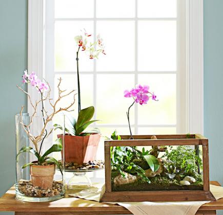 indoor plants ideas orchid options FHXQBDD