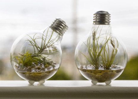 Plant Light Bulb 75 Best Light Bulb Ideas Images On Pinterest Light