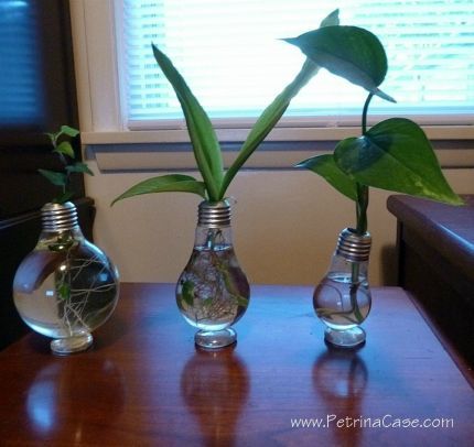Plant Light Bulbs Ideas
