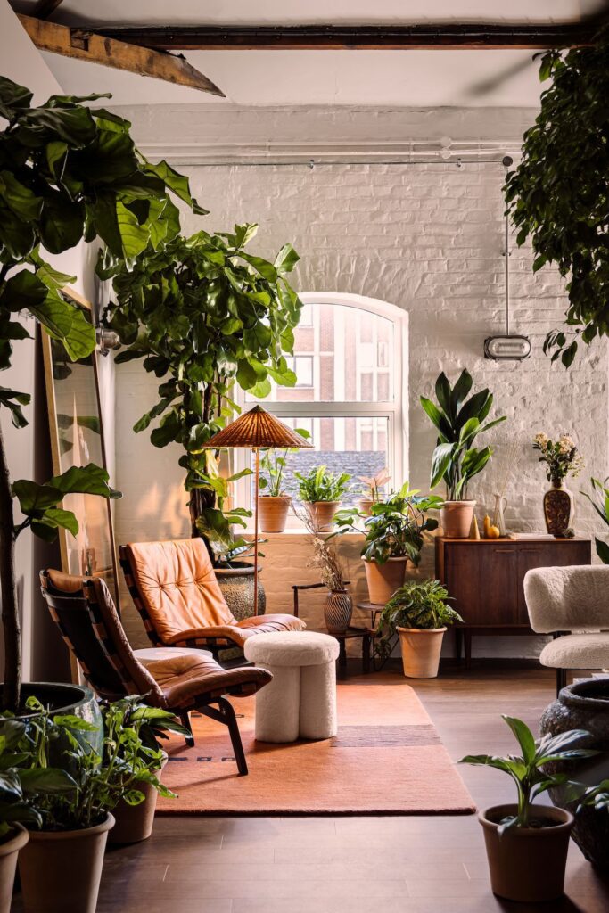 1698473049_indoor-plants-for-apartments.jpg