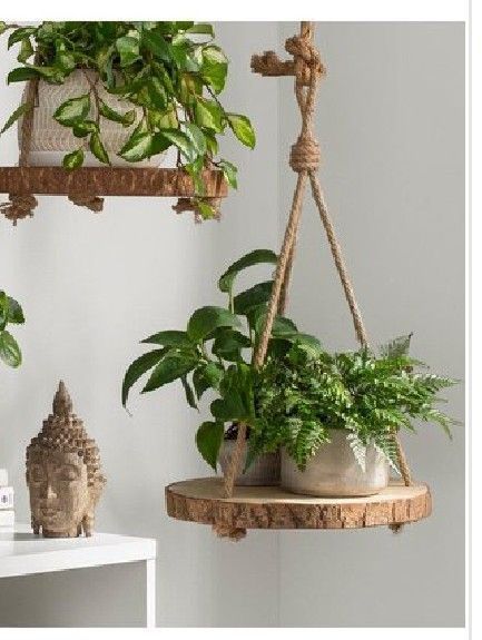 Indoor plants decoration for the Advanced