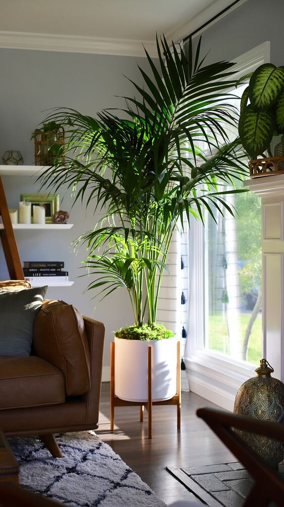 1698518370_Indoor-plants-decoration.png