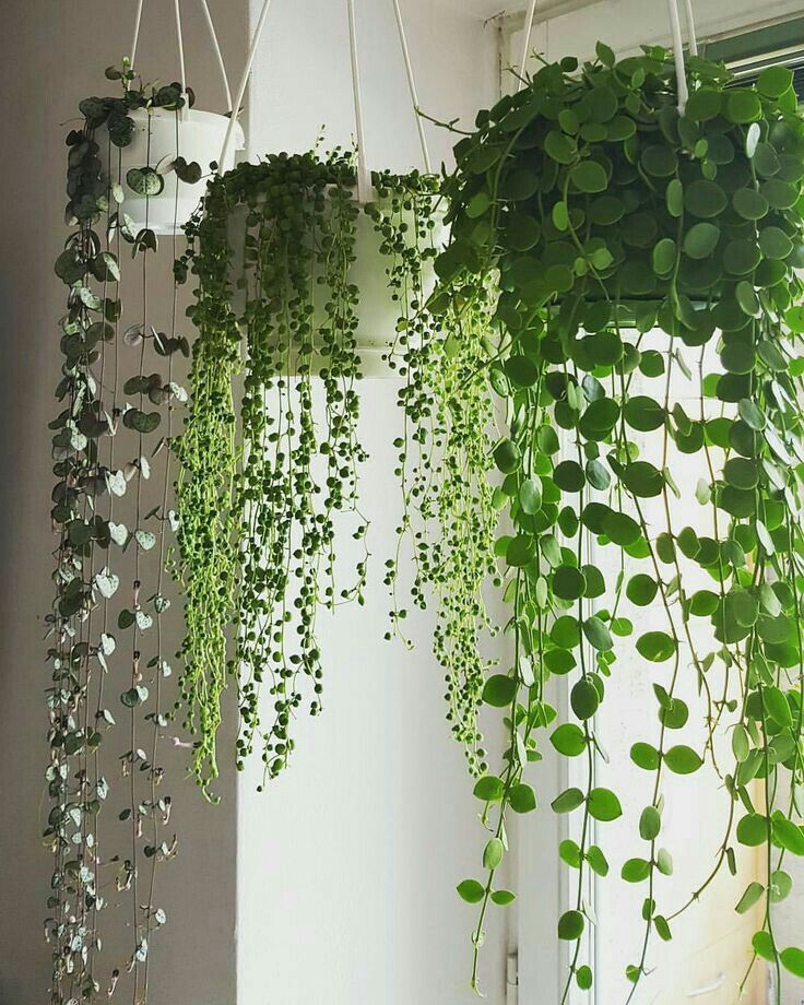 Plant trends for Inside – indoor plants
  ideas